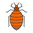 Bed Bug Inspection Icon